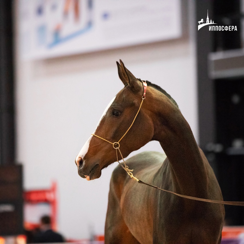 Иппосфера 2023